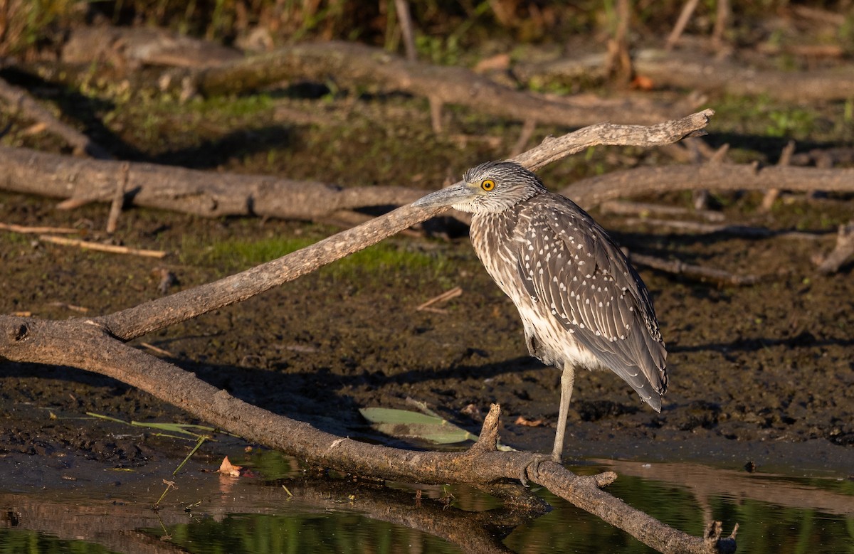 Yellow-crowned Night Heron - ML624057195