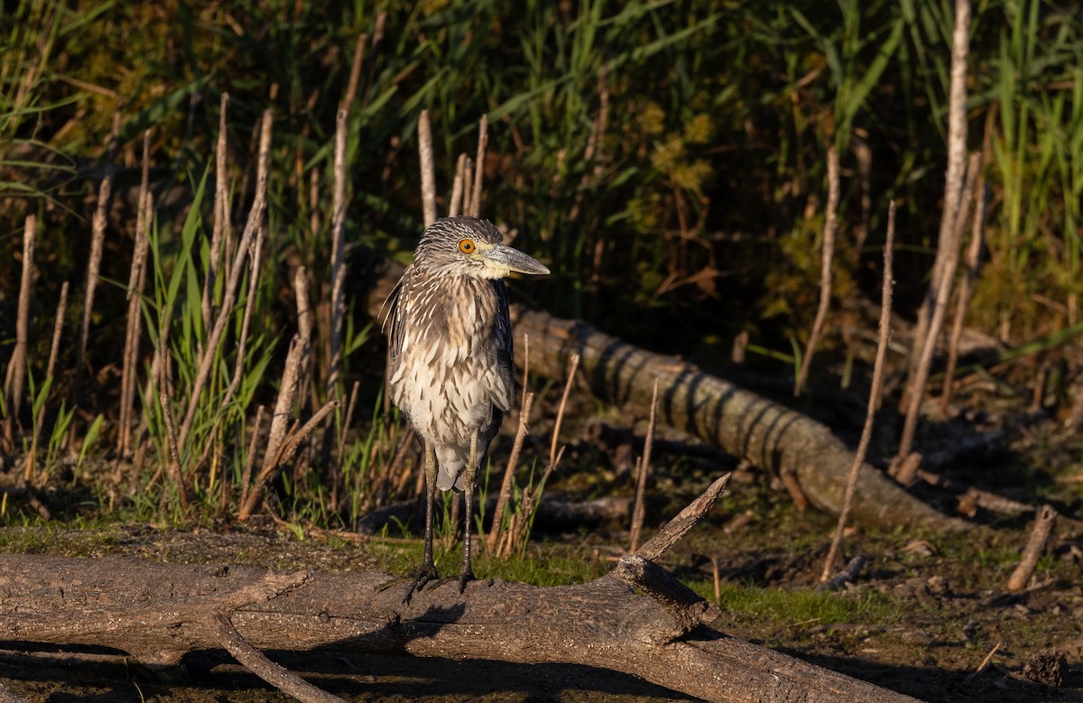 Yellow-crowned Night Heron - ML624057196