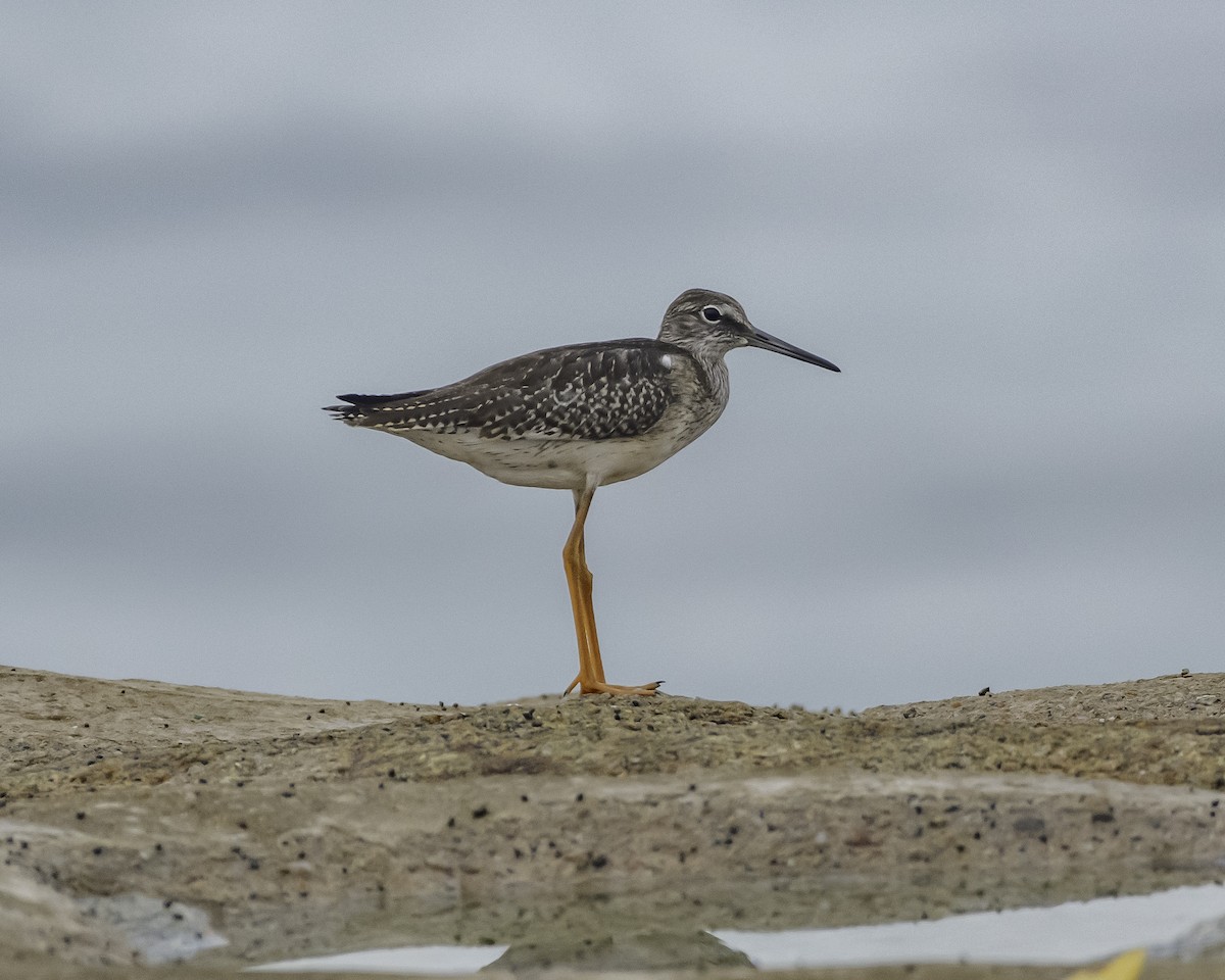 Common Redshank - ML624057199