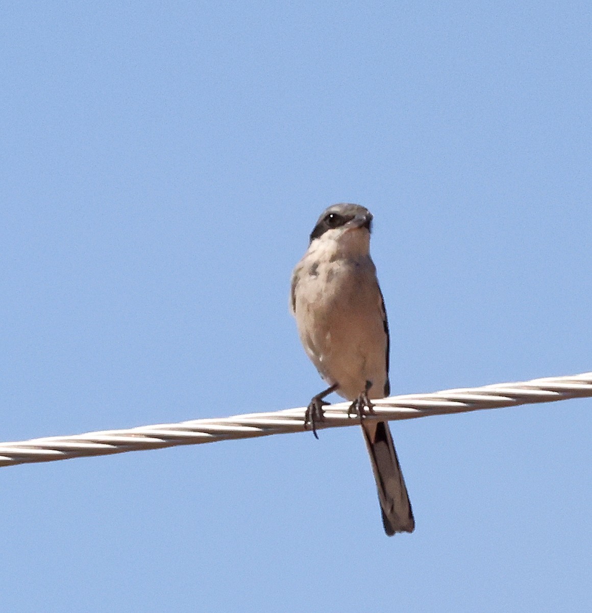 Loggerhead Shrike - ML624057203