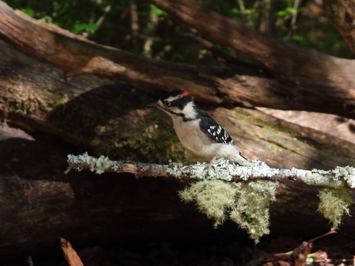 Downy Woodpecker - ML624057207