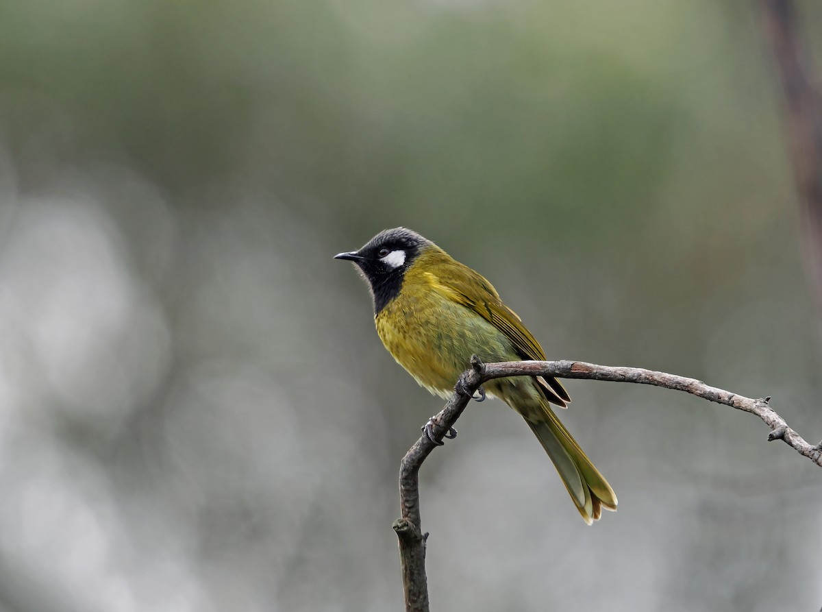 White-eared Honeyeater - ML624057209