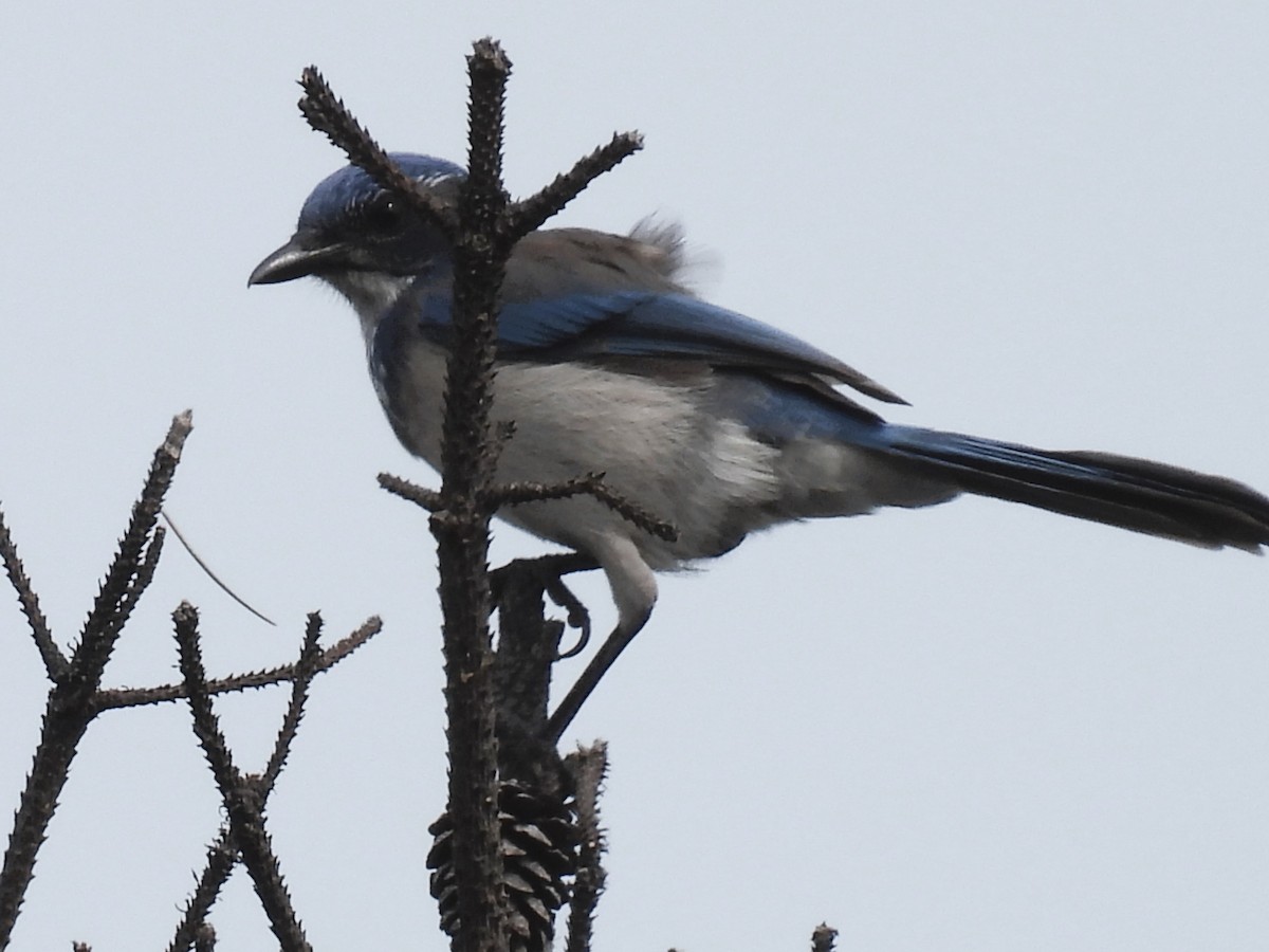 California Scrub-Jay - ML624057212