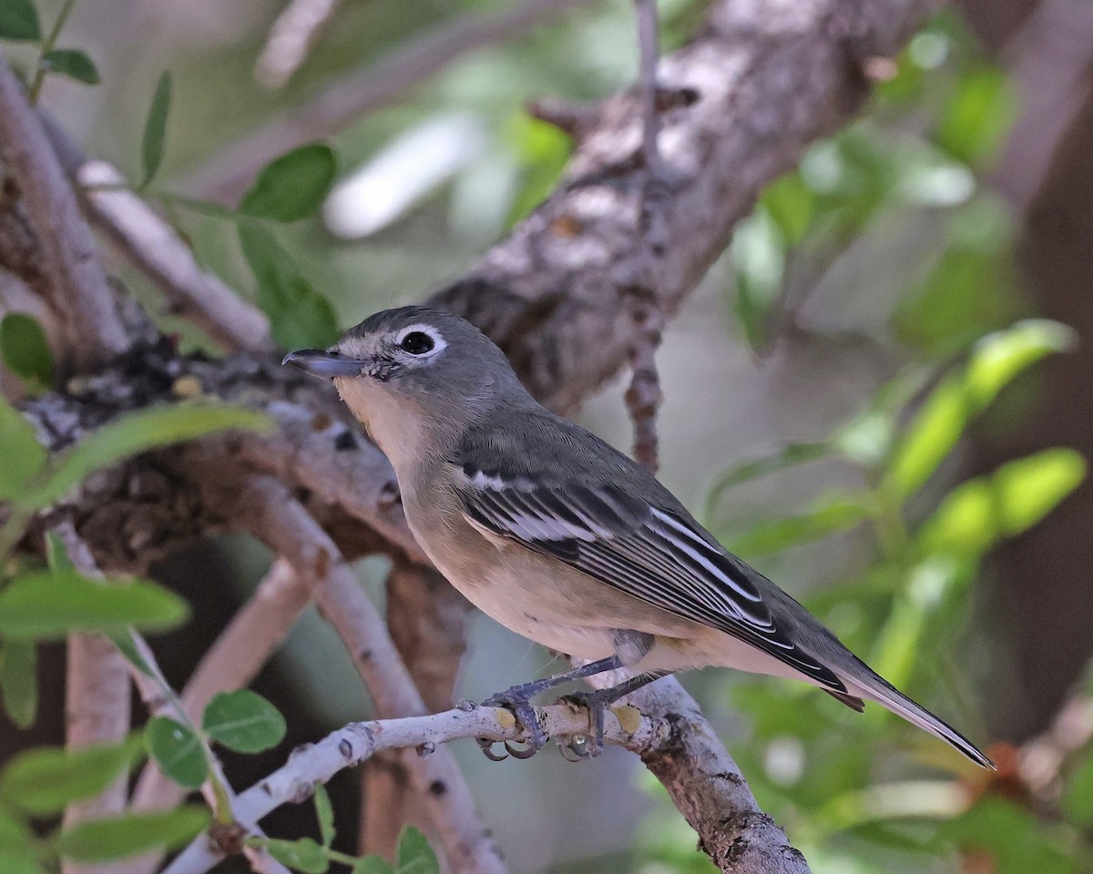 Plumbeous Vireo - ML624057213