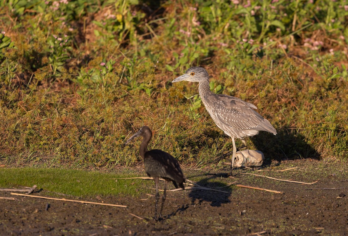 Yellow-crowned Night Heron - ML624057215