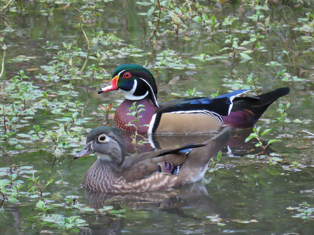 Wood Duck - Christopher Tomera