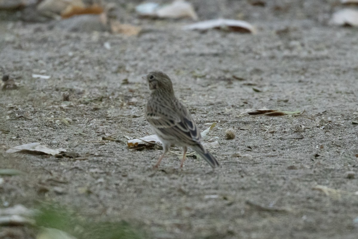 Vesper Sparrow - ML624057231