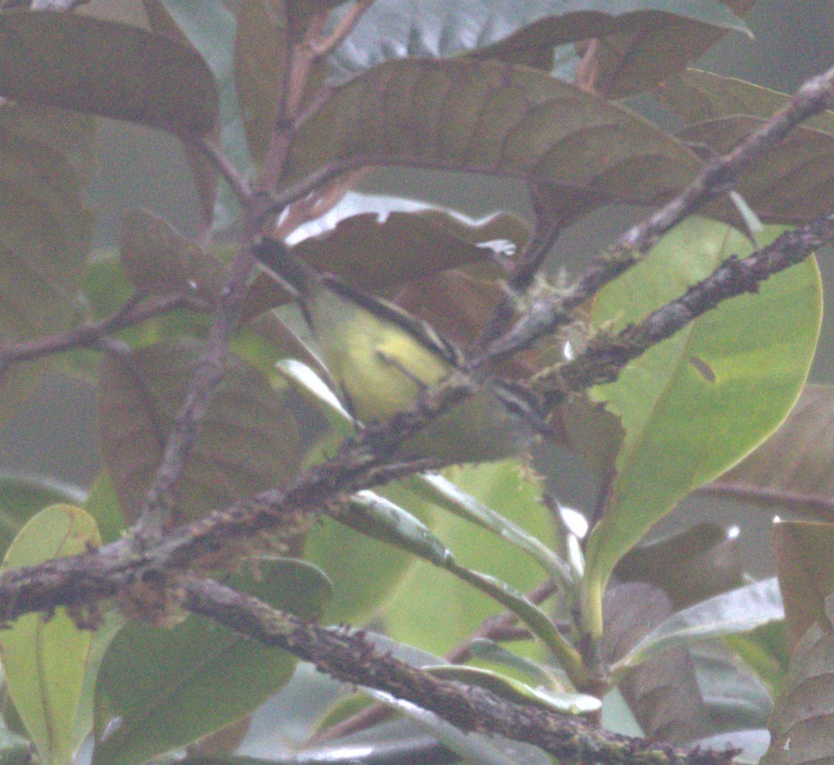 Black-capped Tyrannulet - ML624057235