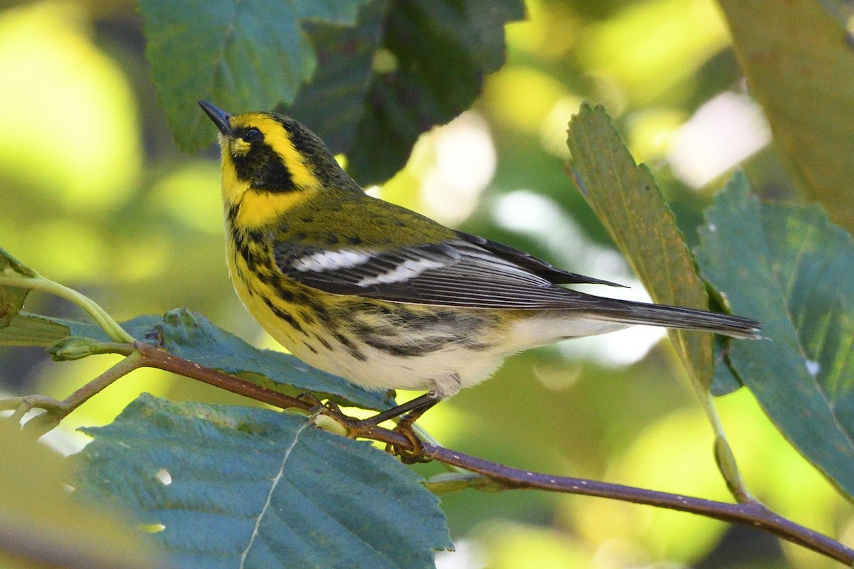 Townsend's Warbler - ML624057246