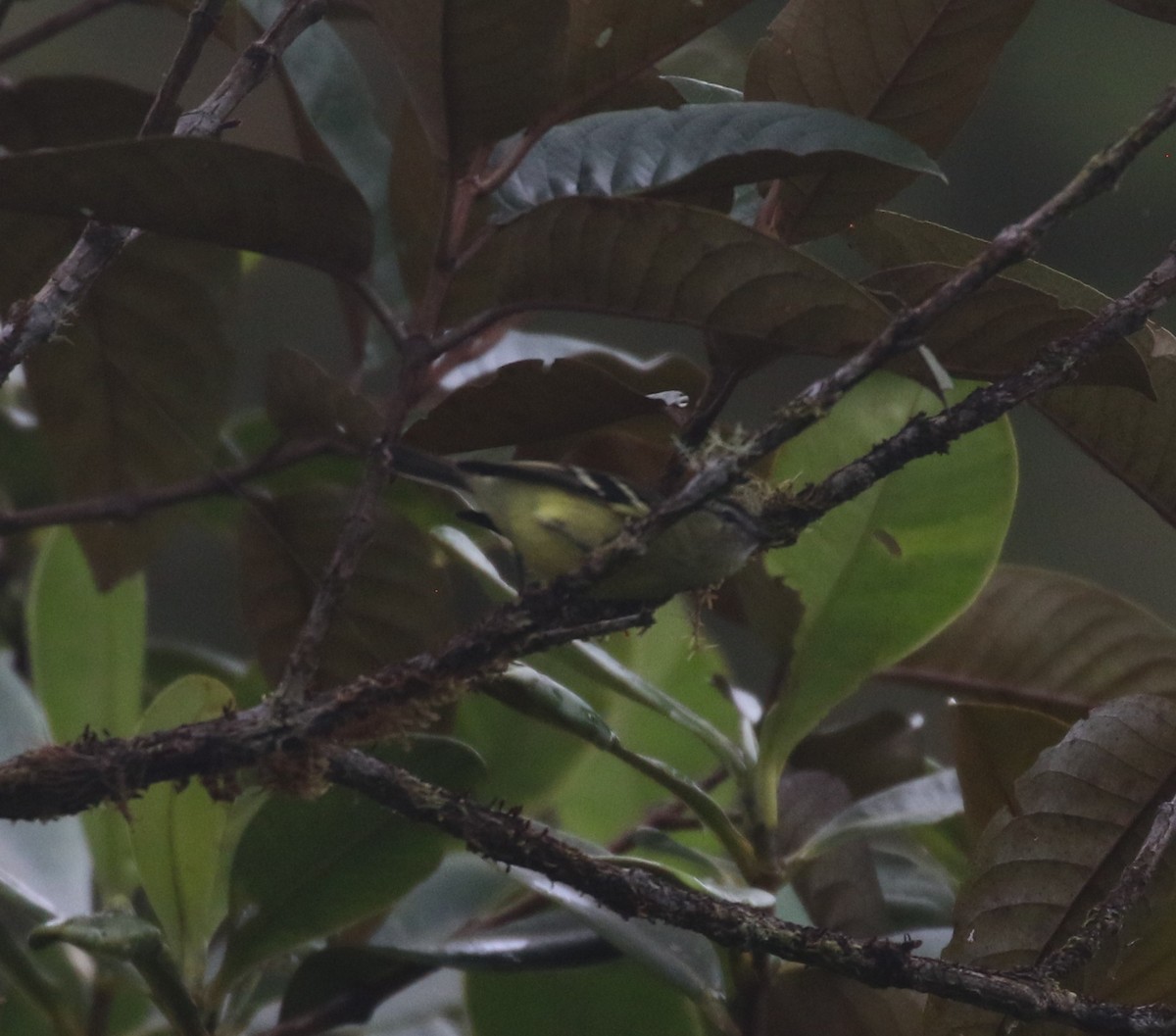 Black-capped Tyrannulet - ML624057249