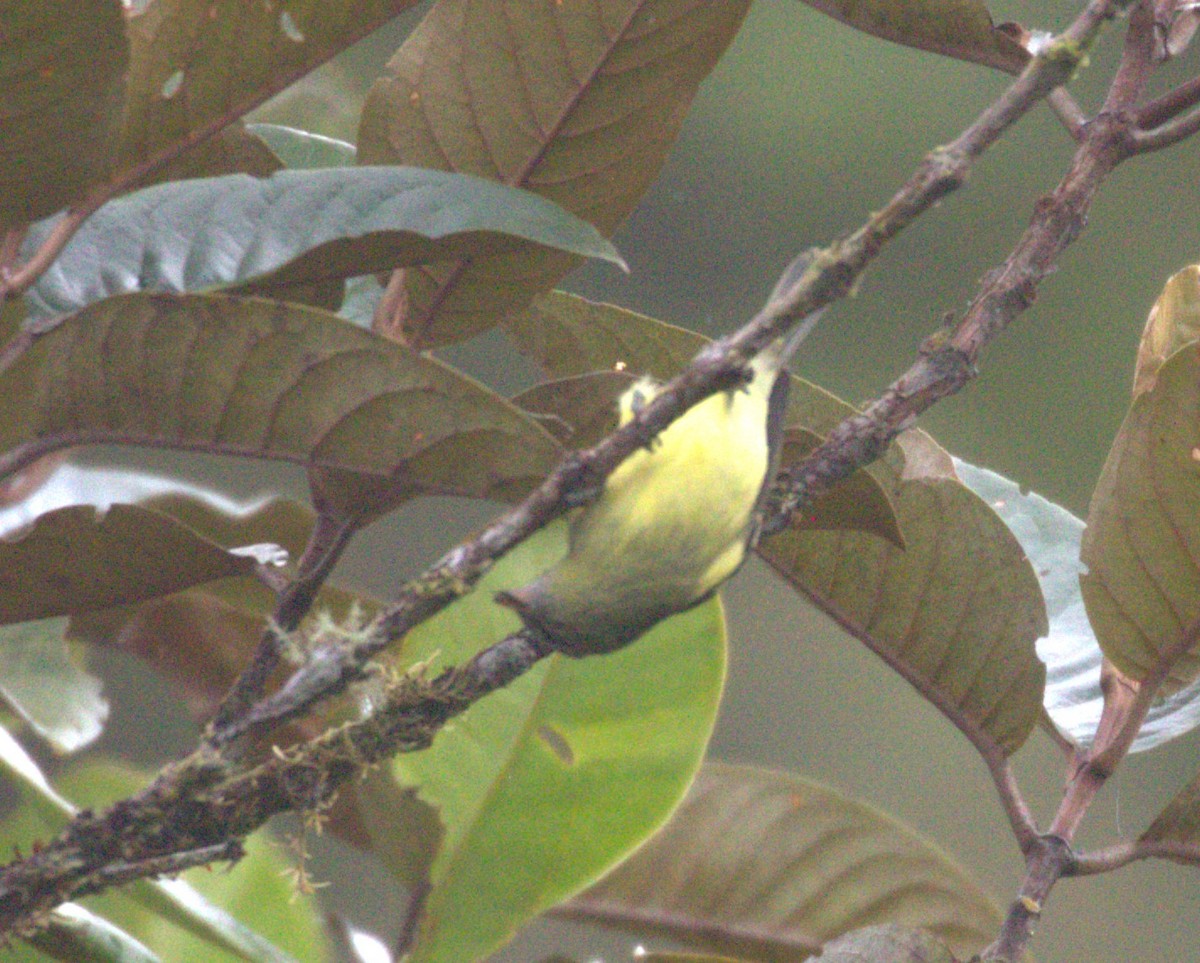 Black-capped Tyrannulet - ML624057251