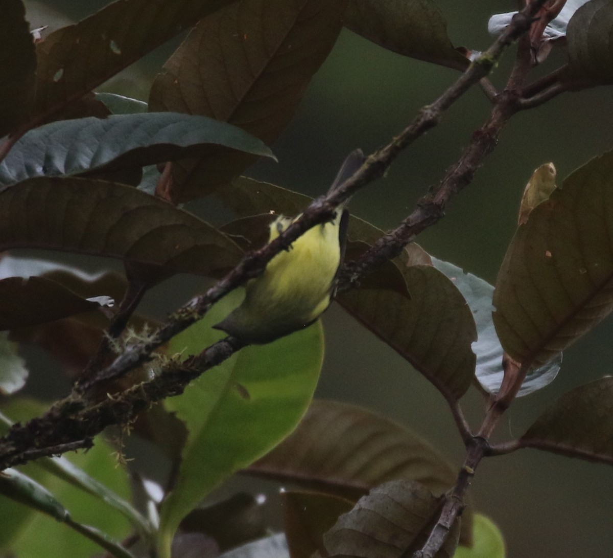 Black-capped Tyrannulet - ML624057253