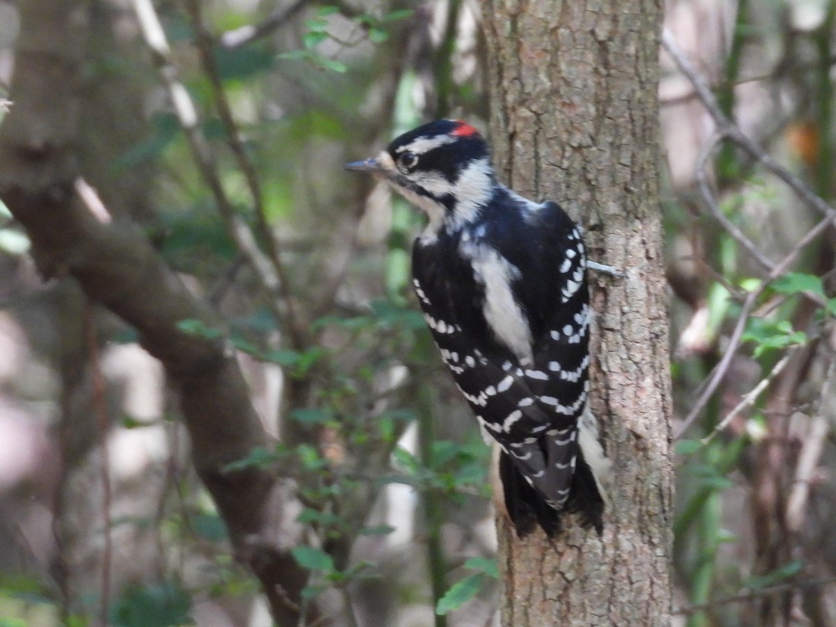 Downy Woodpecker - ML624057261