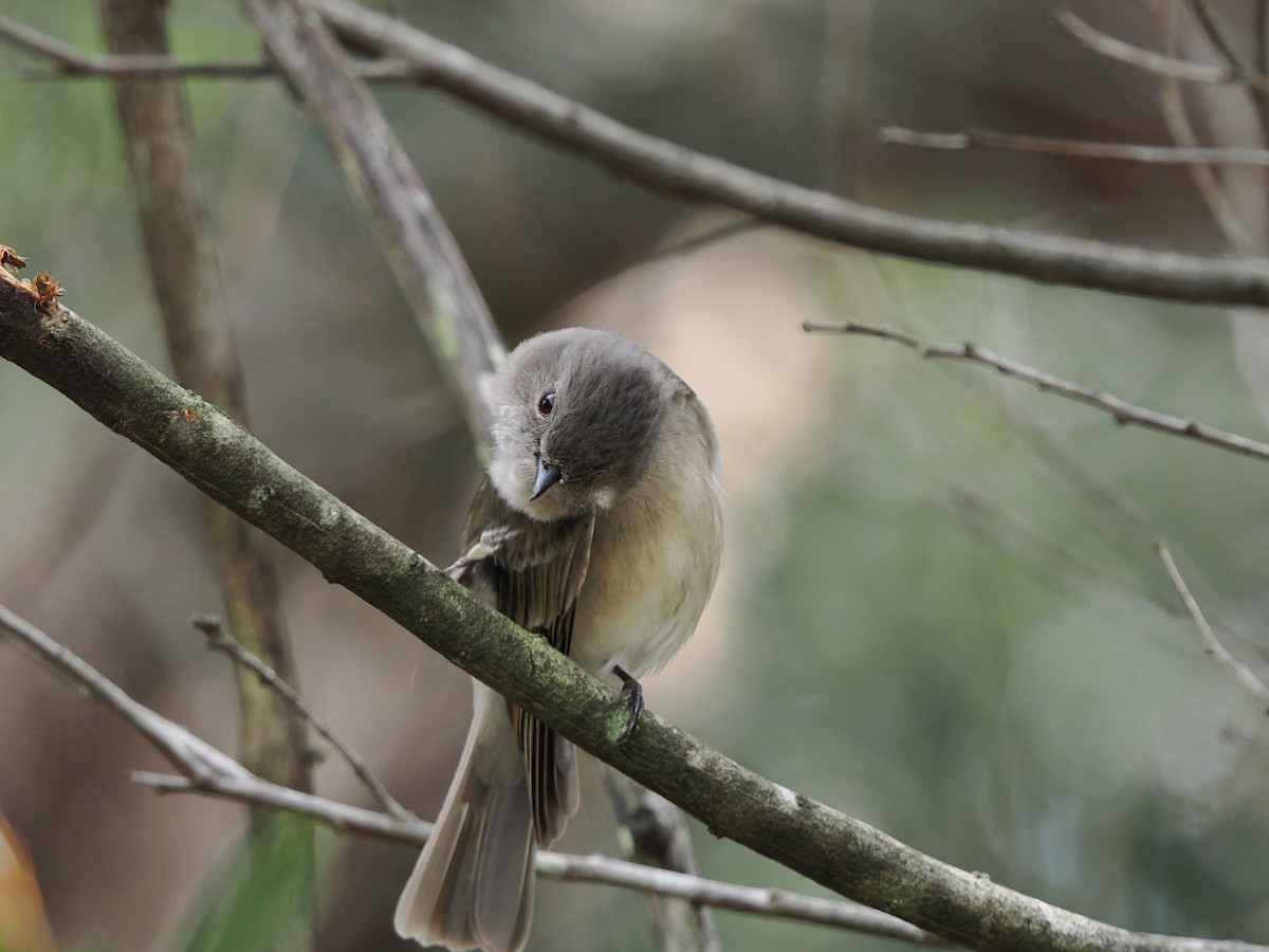 Golden Whistler - ML624057262