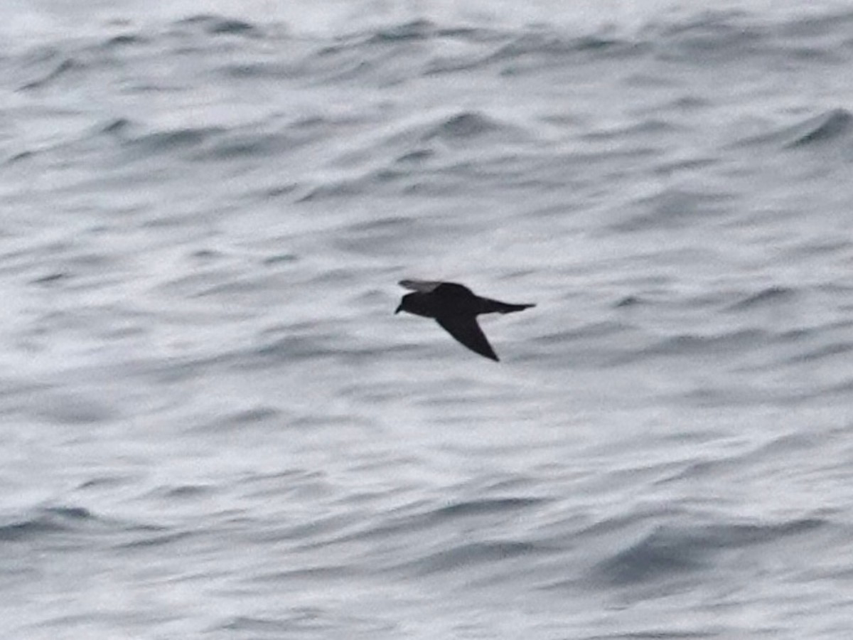 Black Storm-Petrel - ML624057266