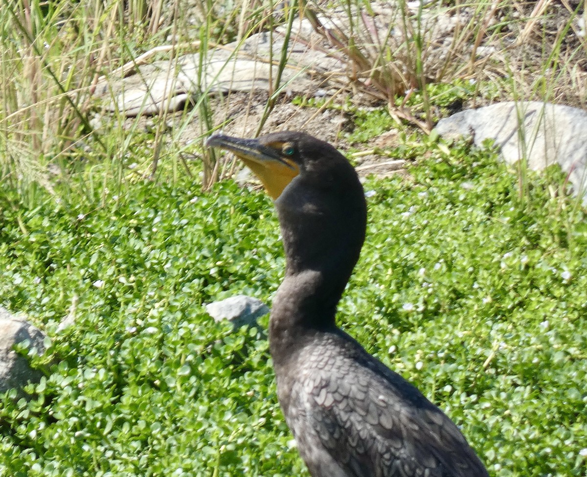 Cormorán Orejudo - ML624057269