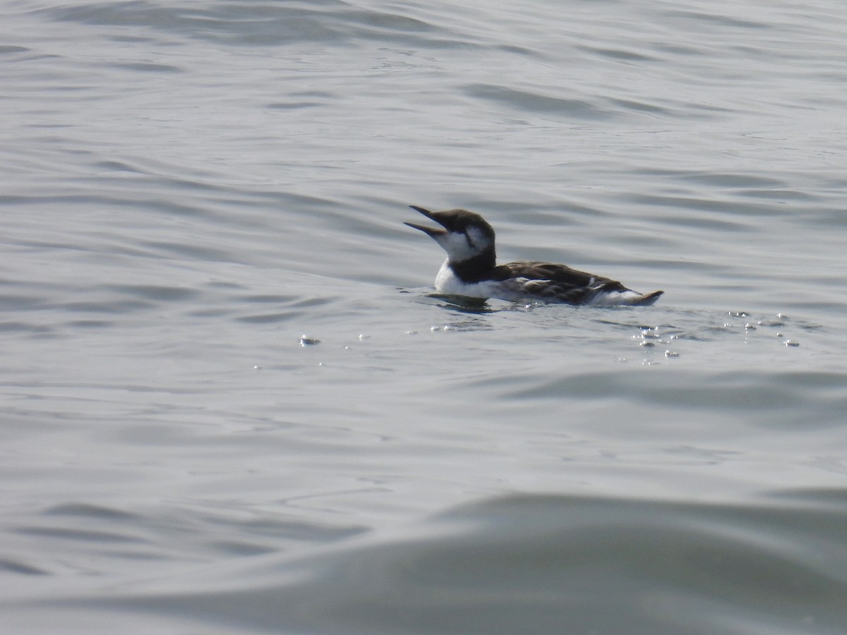 Common Murre - ML624057270