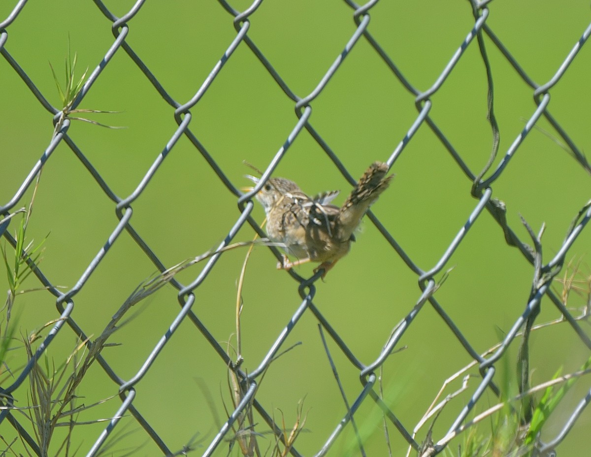 Grass Wren - ML624057278