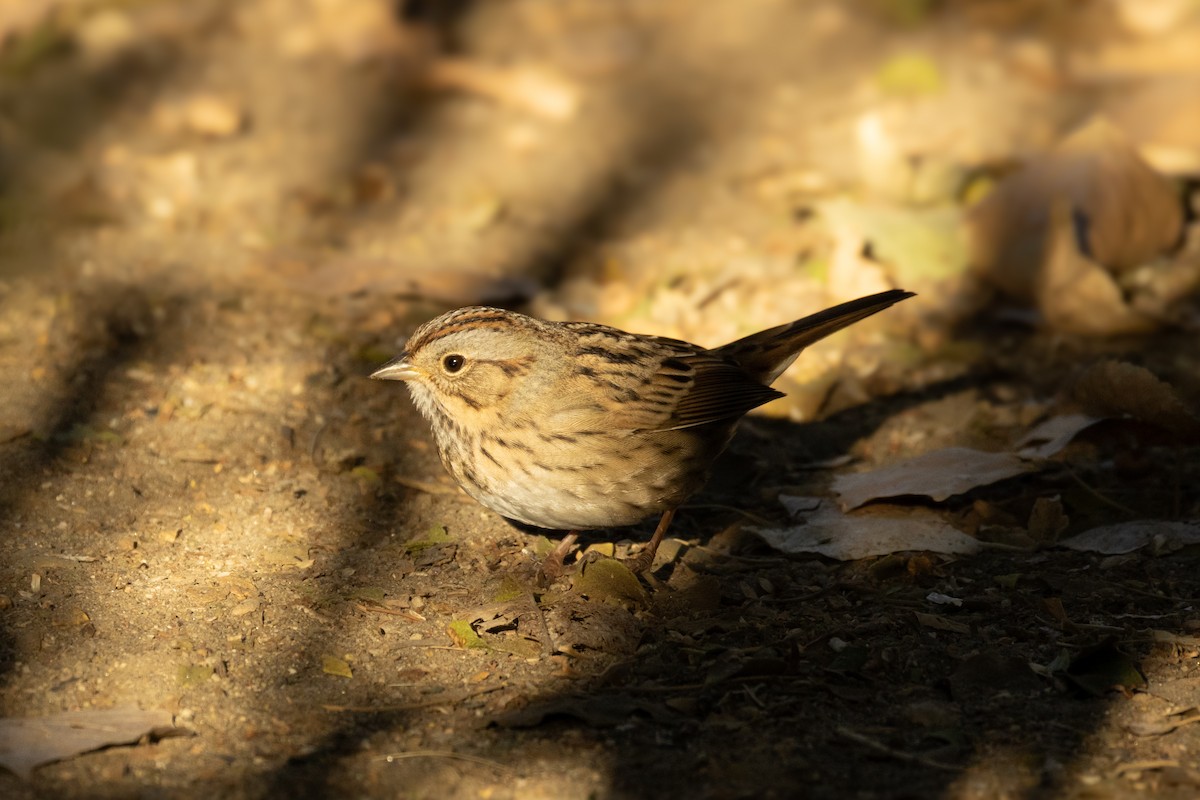 Lincoln's Sparrow - ML624057302