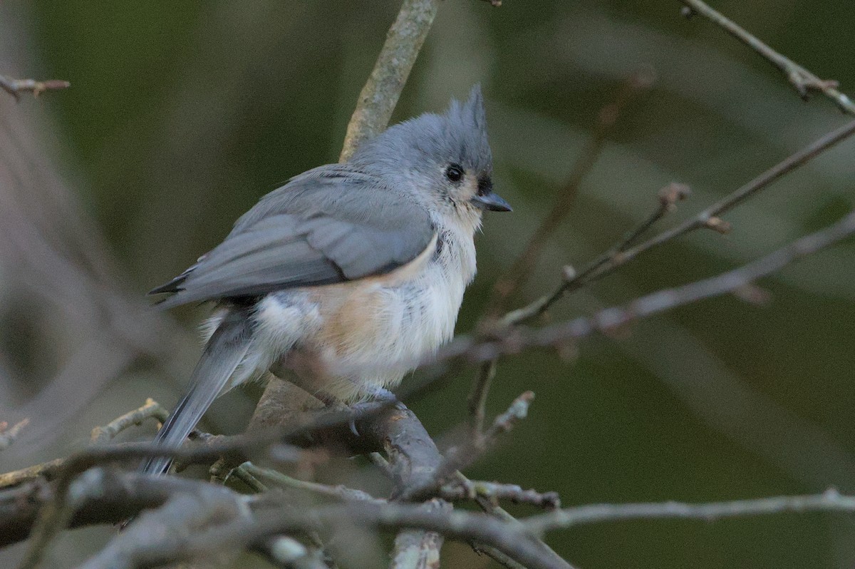 Tufted Titmouse - ML624057304