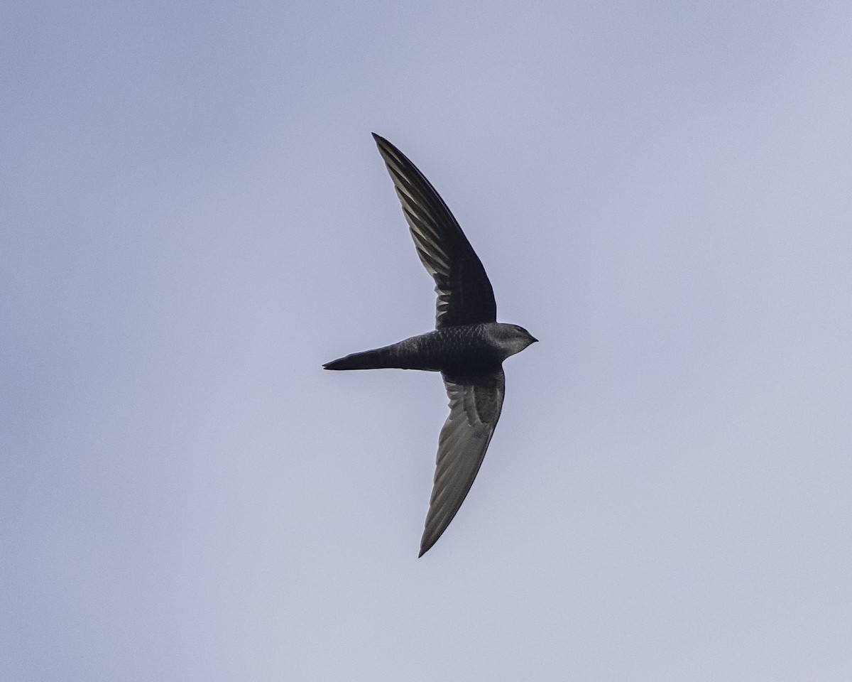 Pacific Swift - Yan Ze Ng