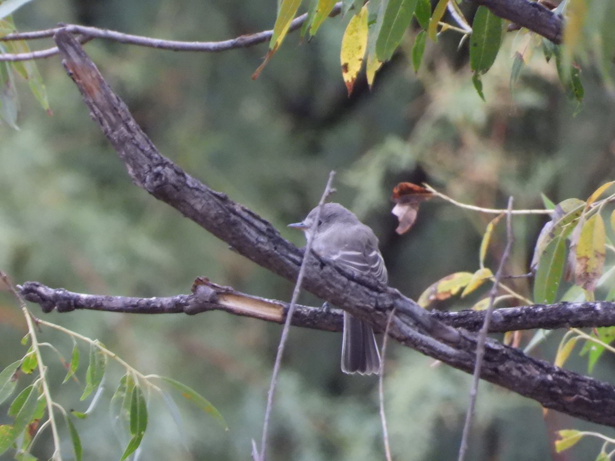 Gray Flycatcher - ML624057326