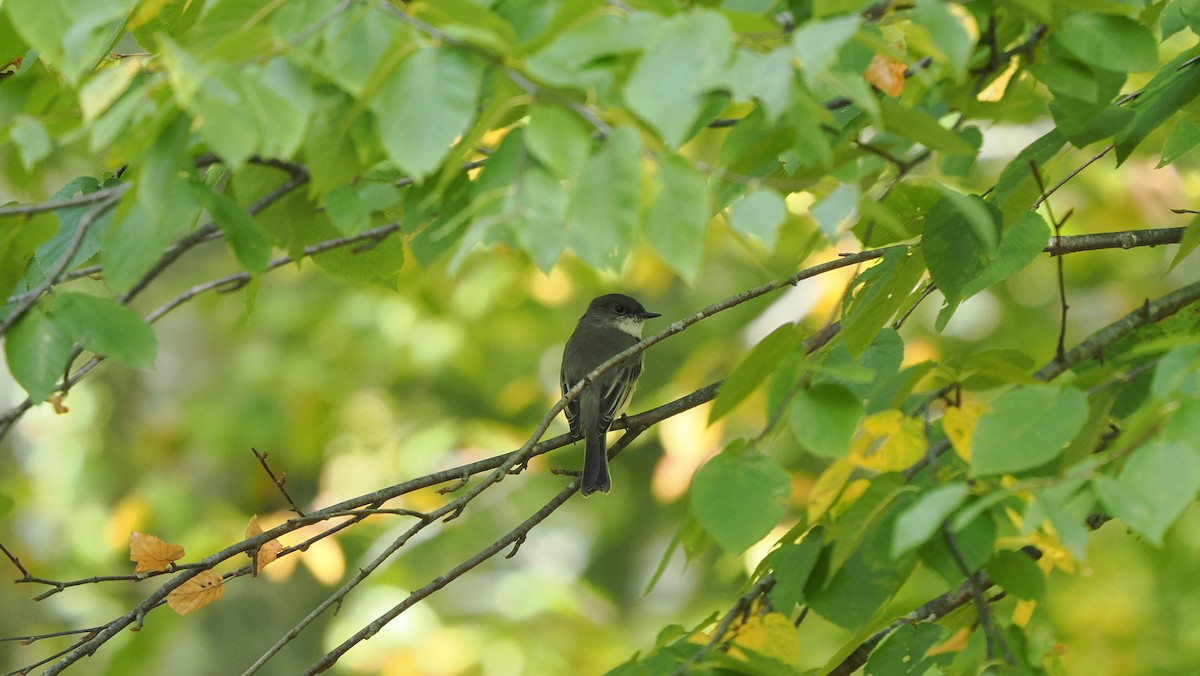 Eastern Phoebe - ML624057331