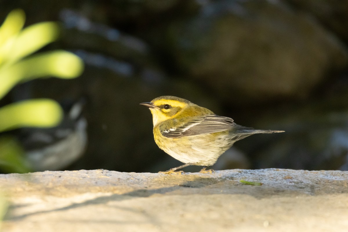 Townsend's Warbler - ML624057336