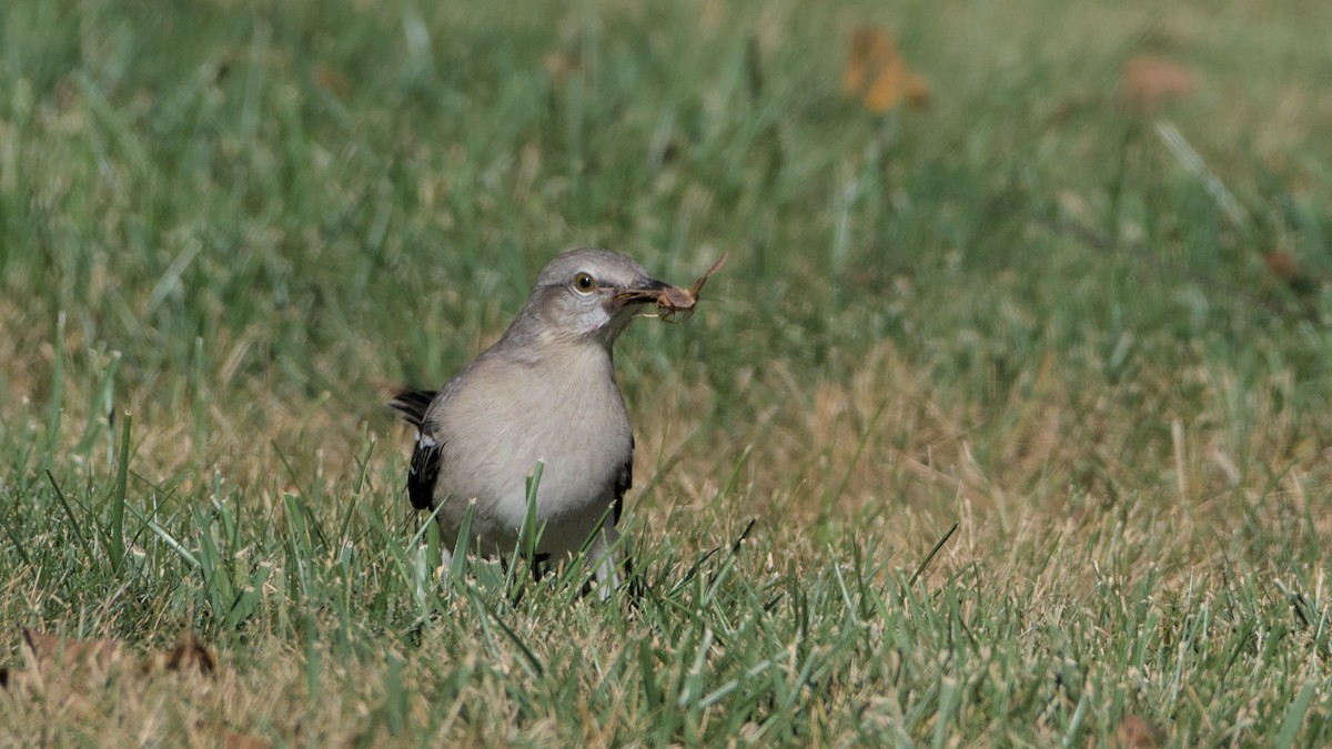 Northern Mockingbird - ML624057344