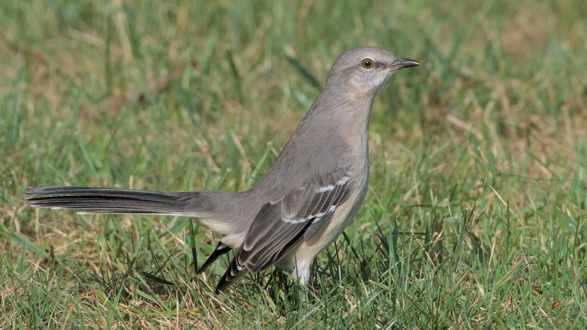 Northern Mockingbird - ML624057346