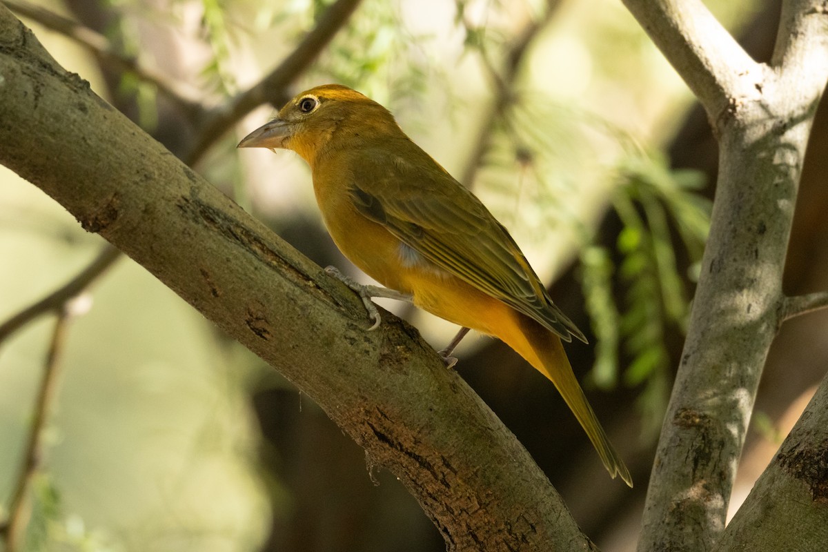 Summer Tanager - ML624057365