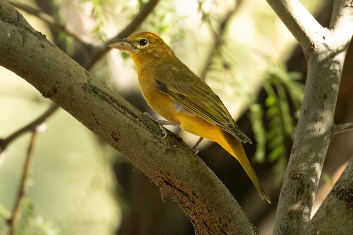 Summer Tanager - ML624057366