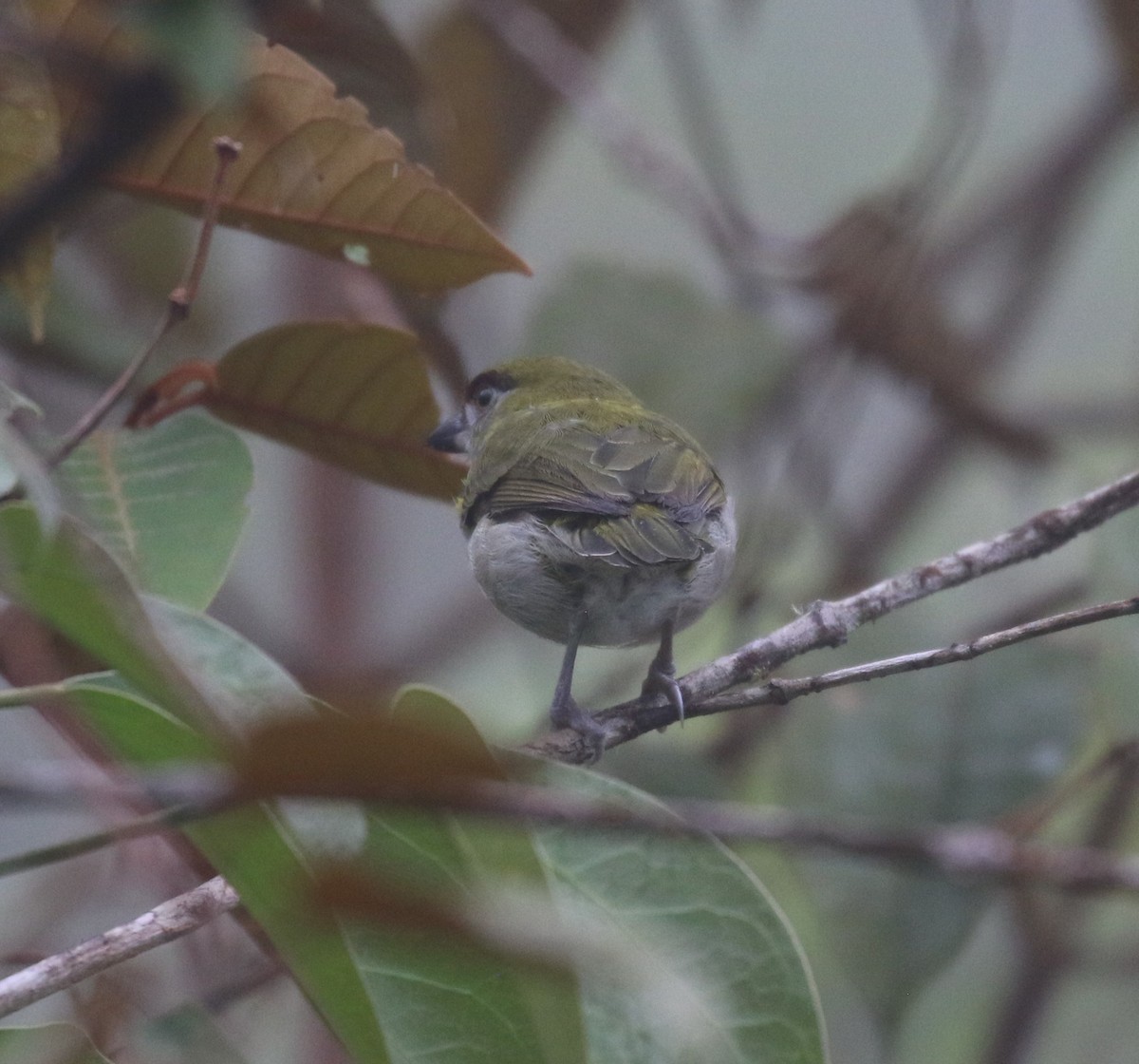 Black-billed Peppershrike - ML624057367