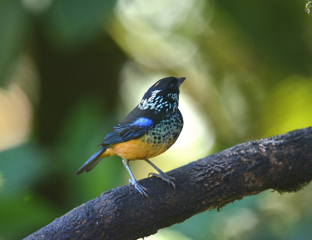 Spangle-cheeked Tanager - ML624057374