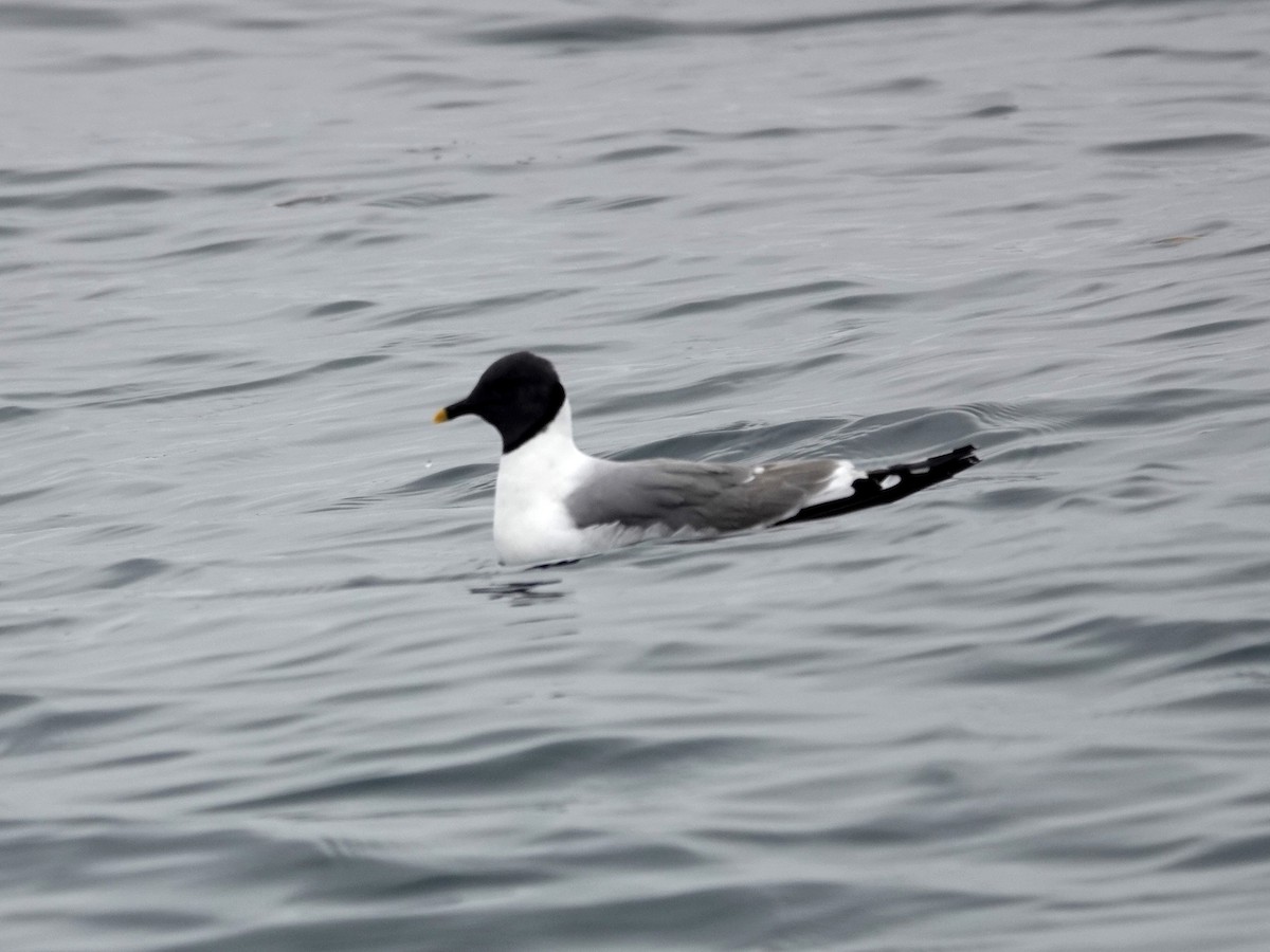 Sabine's Gull - ML624057385