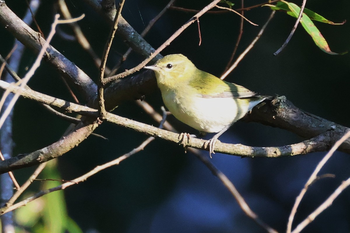 Tennessee Warbler - ML624057386