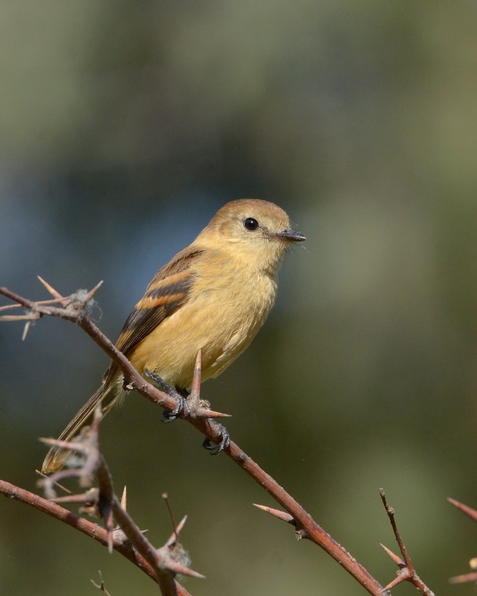 Rufescent Flycatcher - ML624057388