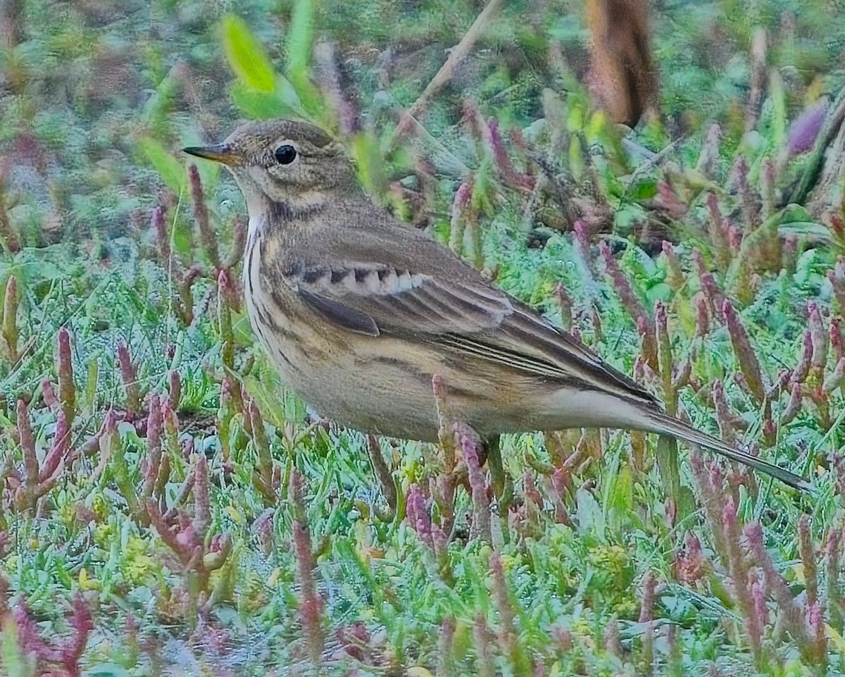 American Pipit - ML624057392