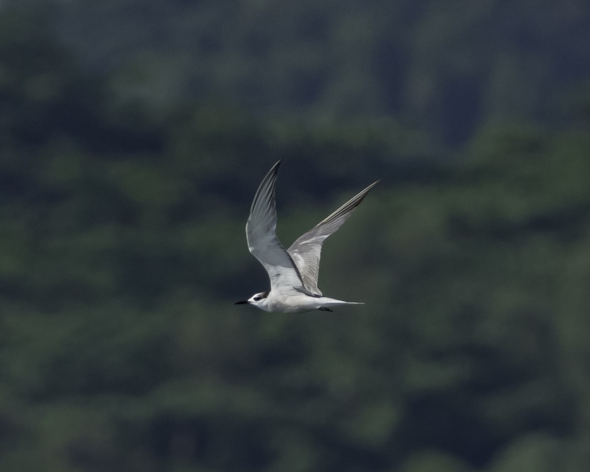 Aleutian Tern - ML624057396