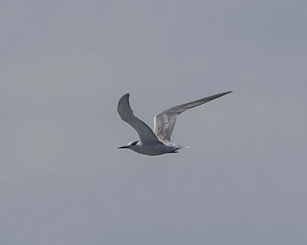 Aleutian Tern - ML624057397