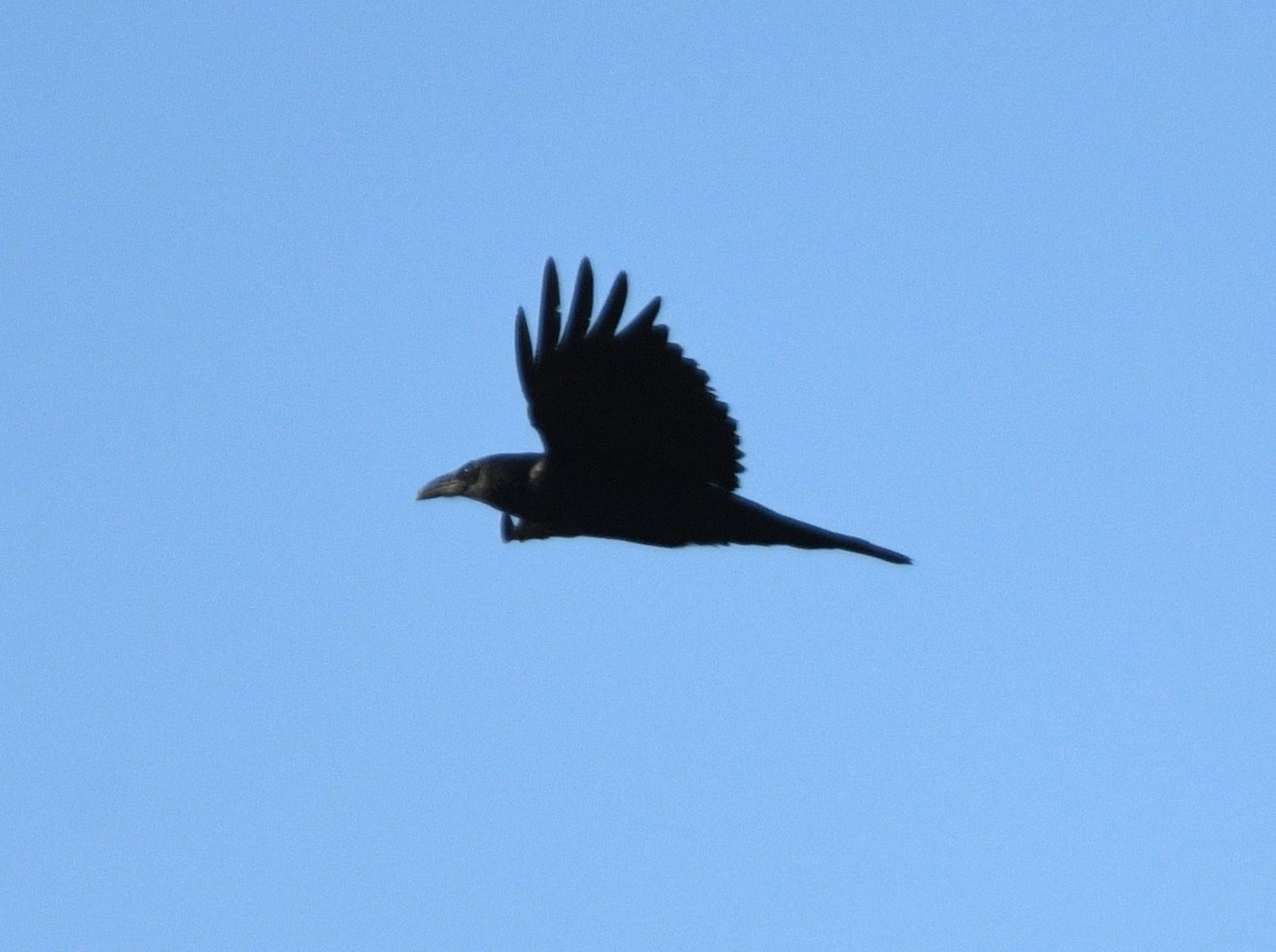 Common Raven - ML624057406