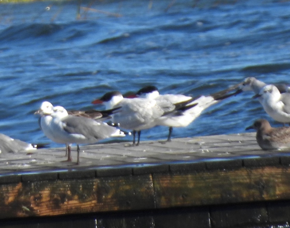 Caspian Tern - ML624057411