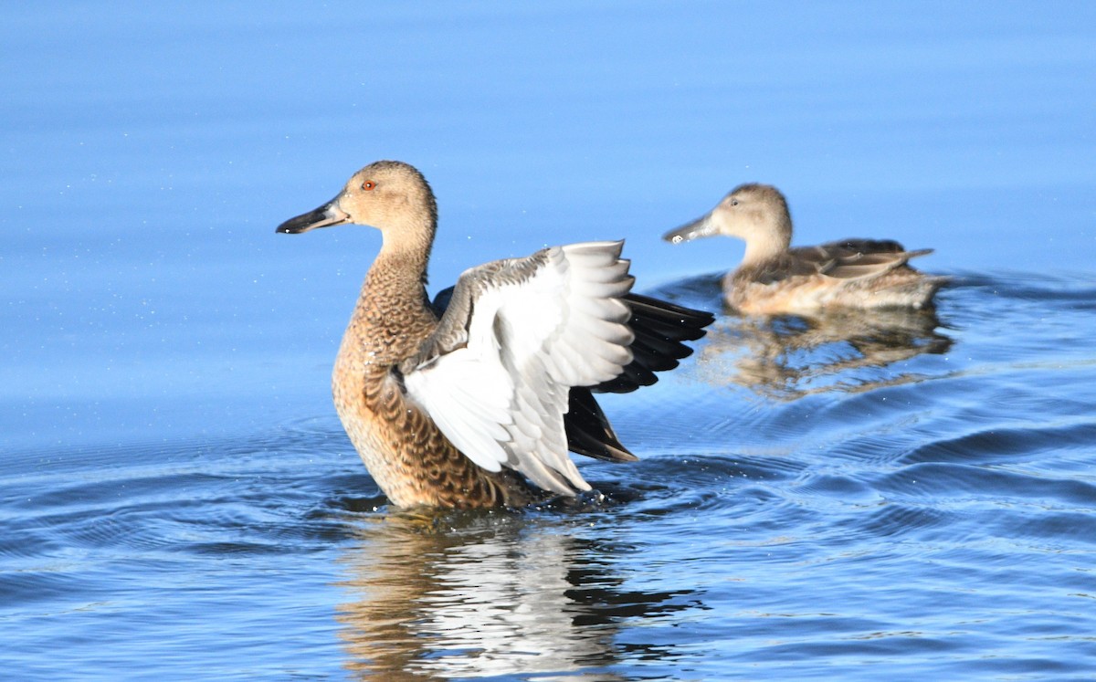 Cinnamon Teal - ML624057418