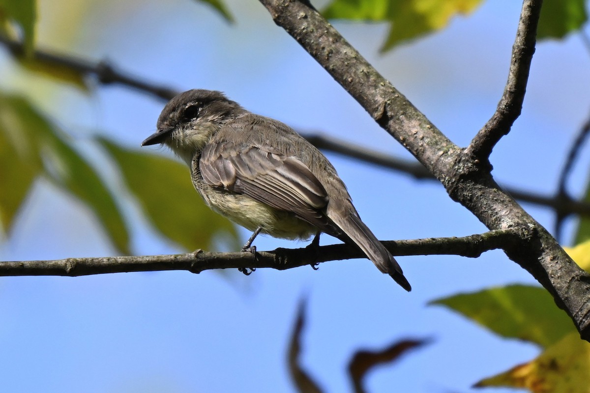 Eastern Phoebe - ML624057420