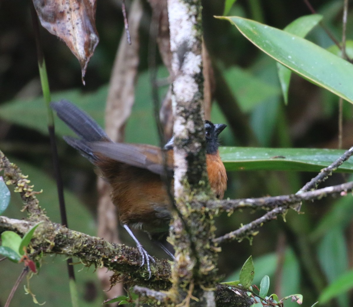 Tanager Finch - ML624057430