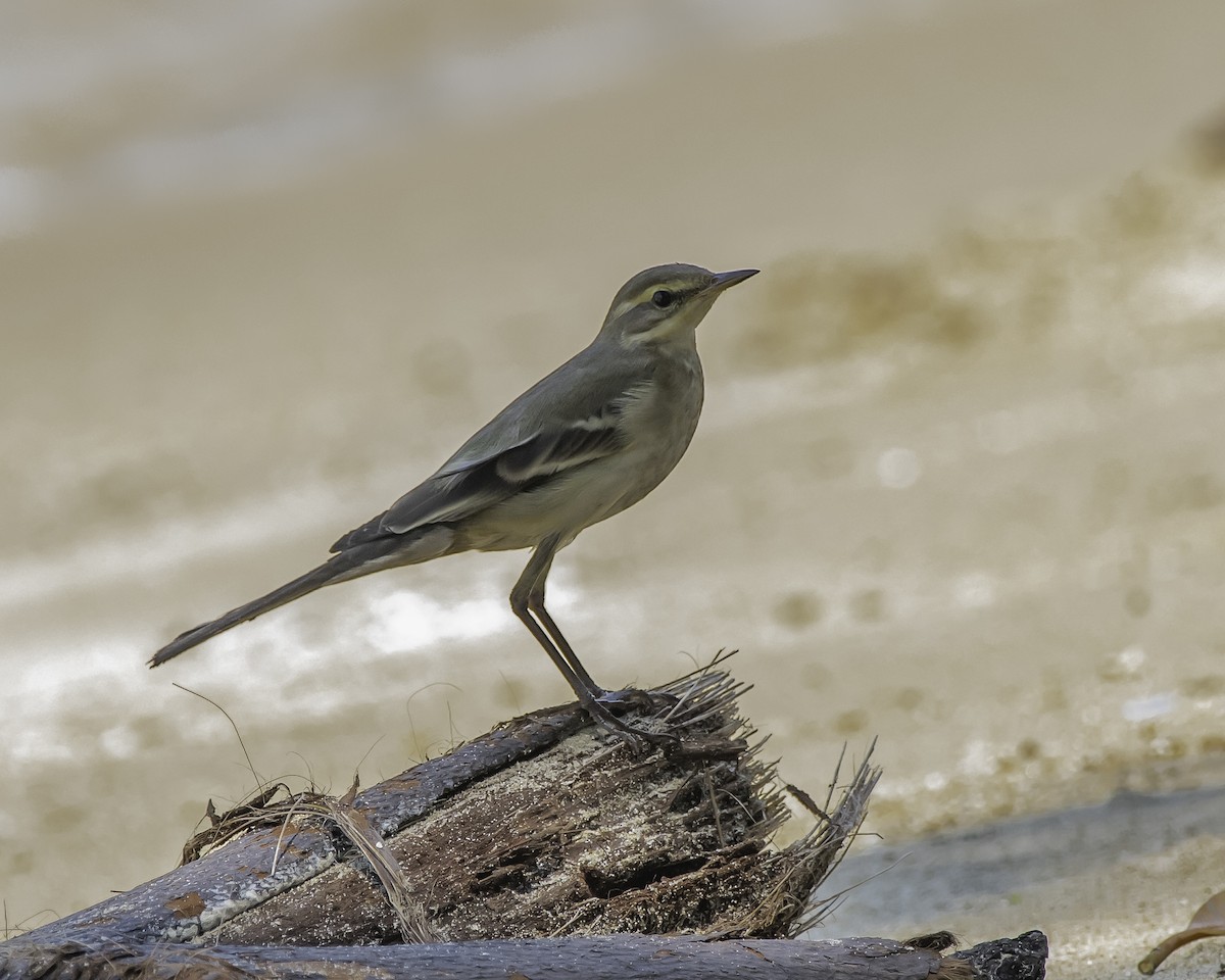Eastern Yellow Wagtail - ML624057433