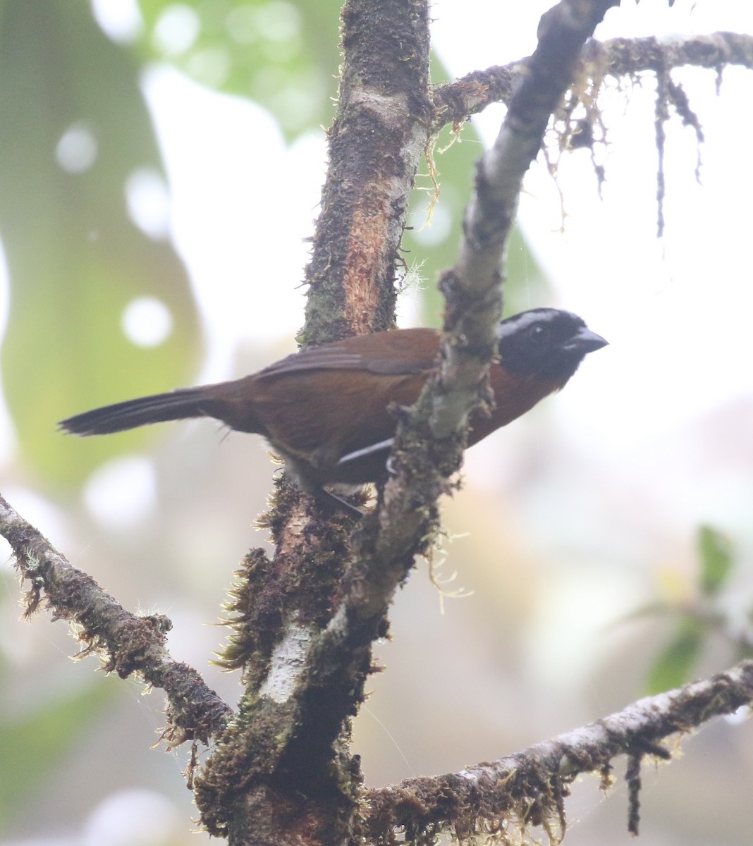 Tanager Finch - ML624057436