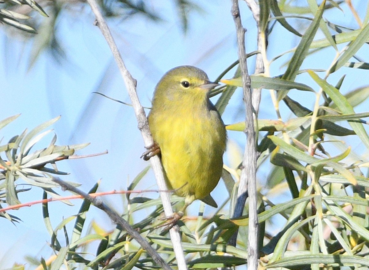 Orange-crowned Warbler - Peter Olsoy