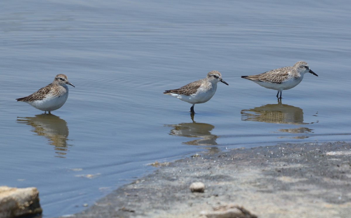 sandsnipe - ML624057467