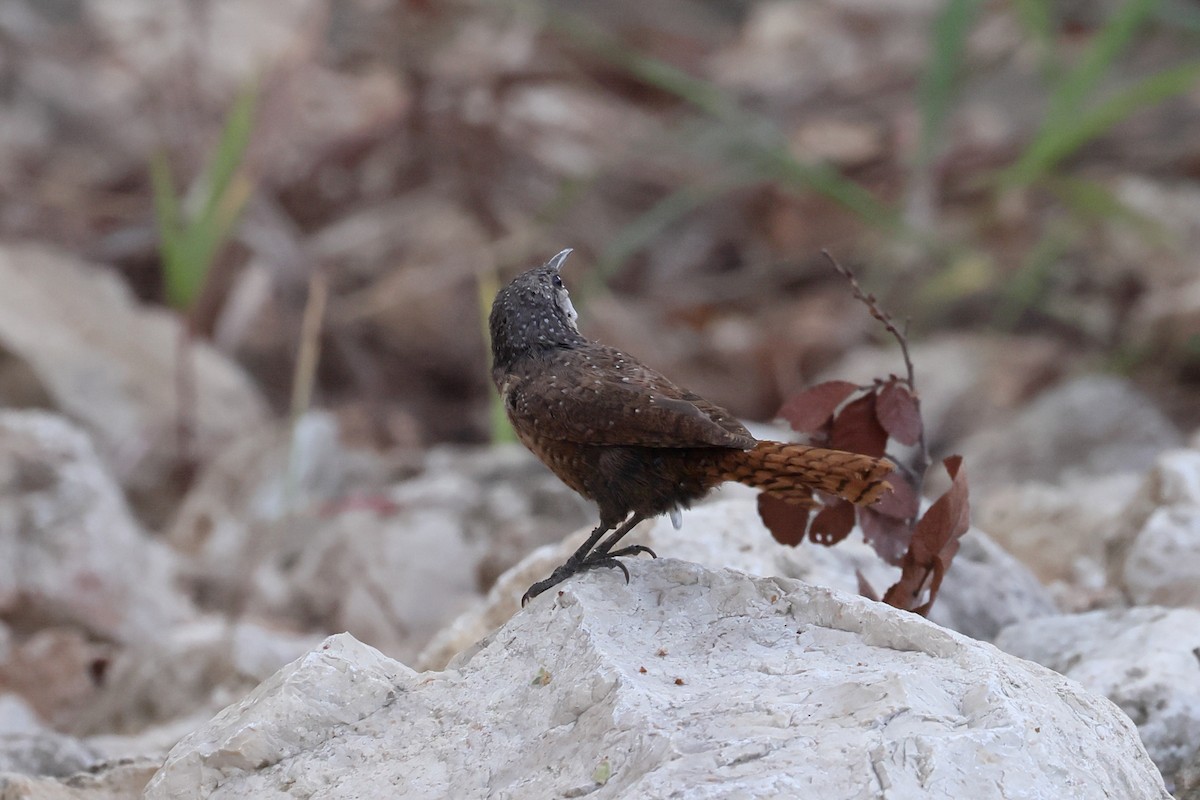 Canyon Wren - ML624057469